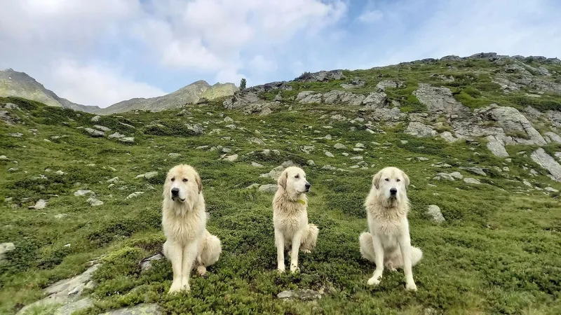 Drei weisse Herdenschutzhunde sitzen auf der Alpweide und schauen zur Fotografin.