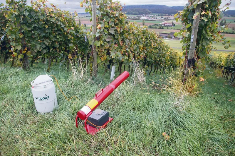 Zum Schutz der noch hängenden Trauben wird in Wilchingen die Traubenhut aktiv und bringt den Knallapparat in Stellung.