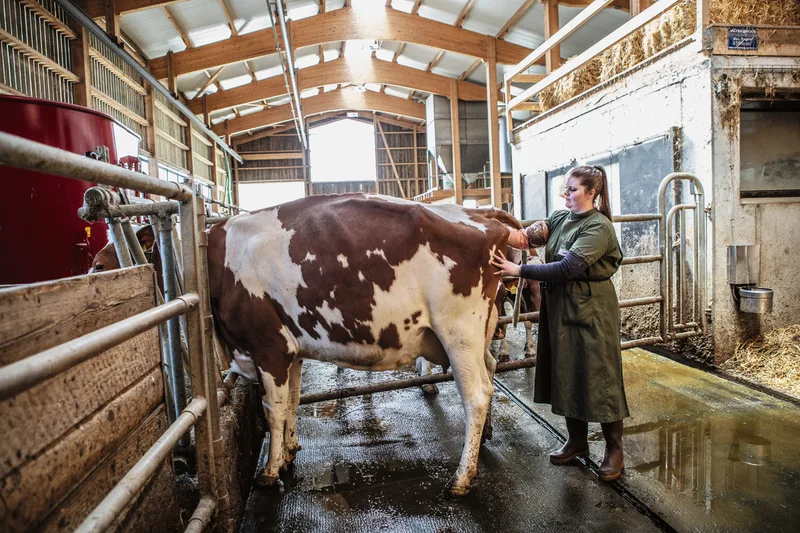 Beim Besamen sitzt jeder Handgriff: Sonja Geiser arbeitet seit über vier Jahren in einem 80-Prozent-Pensum für Swissgenetics. Bild: Pia Neuenschwander
