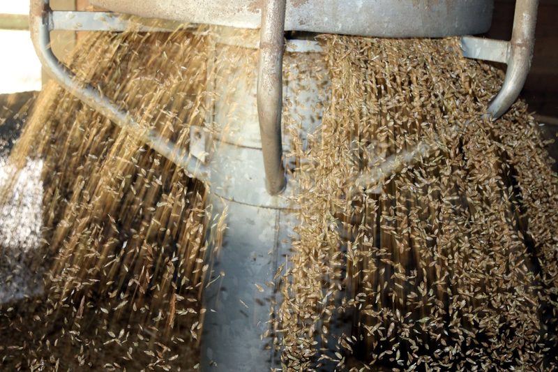 Grünkern: Getreide mit Raucharoma und Potenzial in der Schweiz
