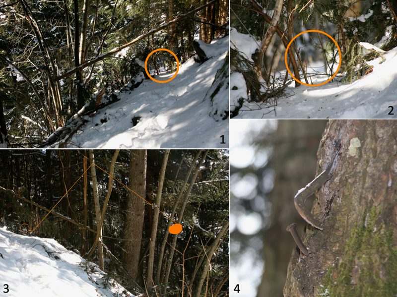 Studie zeigt: Im Wallis wurde der Luchs systematisch gewildert