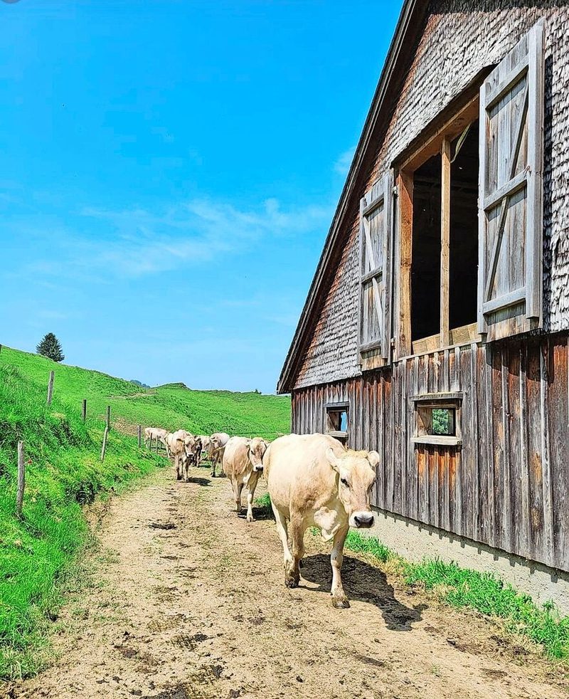 Die Familie Giezendanner liefert die Milch ihrer Kühe an eine Käserei in der Region.(
