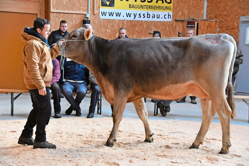 Trotz guter Genetik ist die Milchmarkt-Misere auch am Braunvieh-Verkaufstag in Schüpbach zu spüren