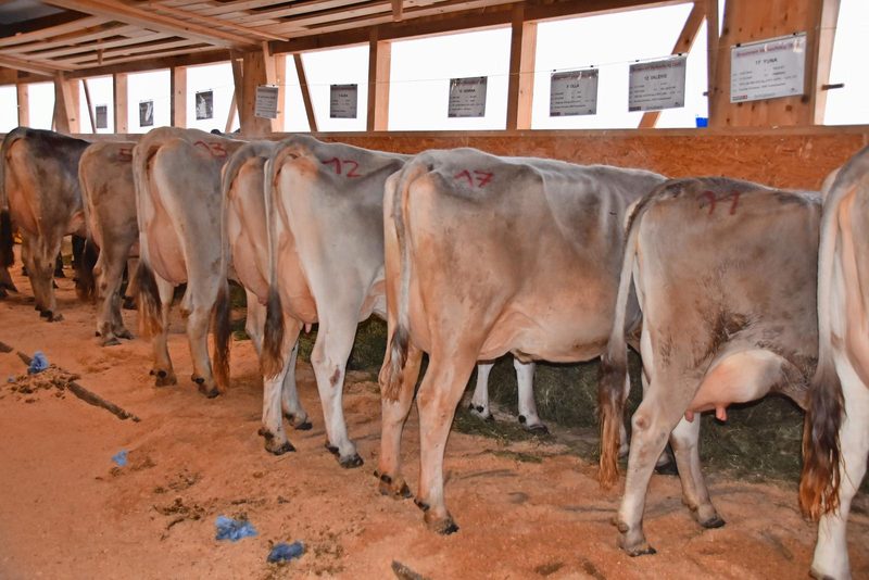 Trotz guter Genetik ist die Milchmarkt-Misere auch am Braunvieh-Verkaufstag in Schüpbach zu spüren