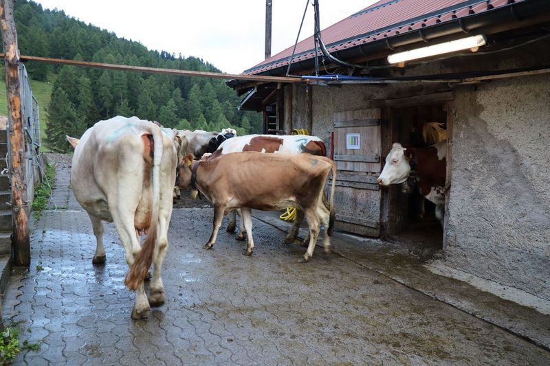Mit viel Fleiss und Geduld zum schmackhaften Alpkäse