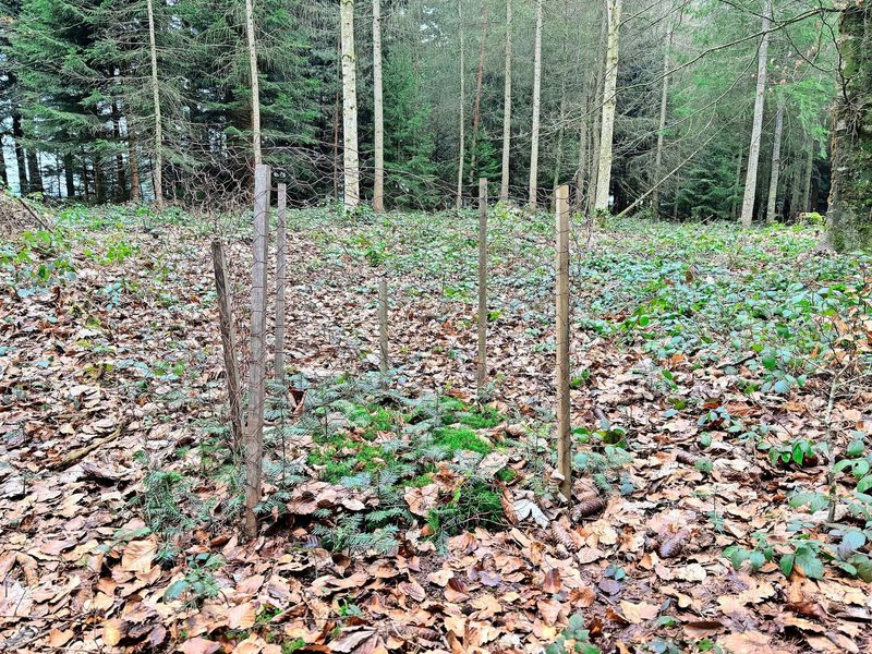 Innerhalb der Umzäunung können zukunftsfähige Baumarten wie Buche, Weisstanne und Eiche ungestört vom Wild heranwachsen. Ausserhalb hingegen werden sie verbissen.