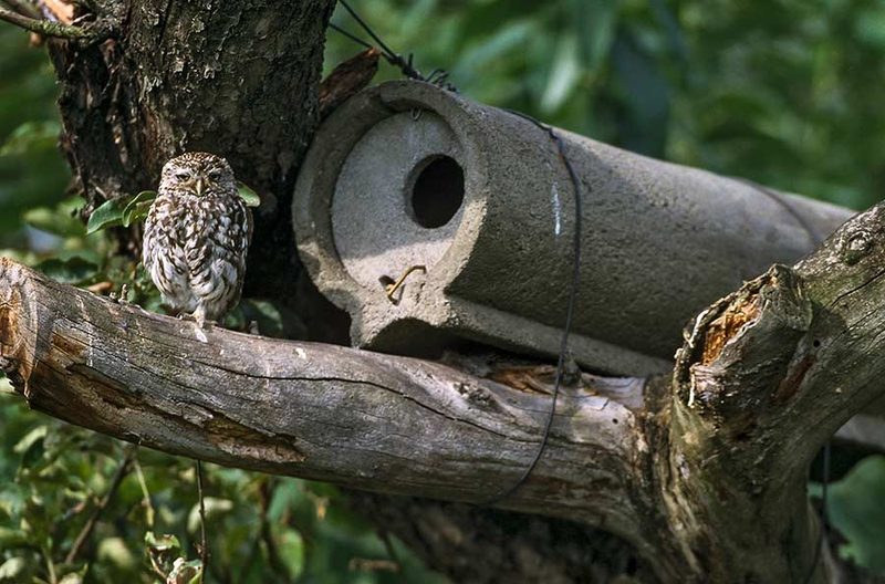 Steinkauz: Warum der Vogel des Jahres 2021 sowohl Erfolgsgeschichte als auch Mahnmal ist