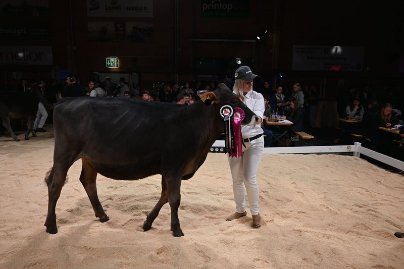 Champion-Tochter Three-S Hank Vegas holt den Sieg