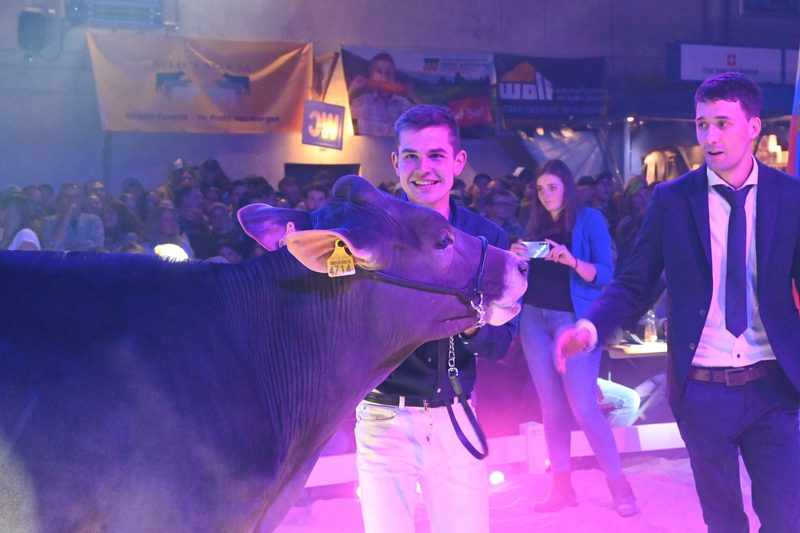 Champion-Tochter Three-S Hank Vegas holt den Sieg