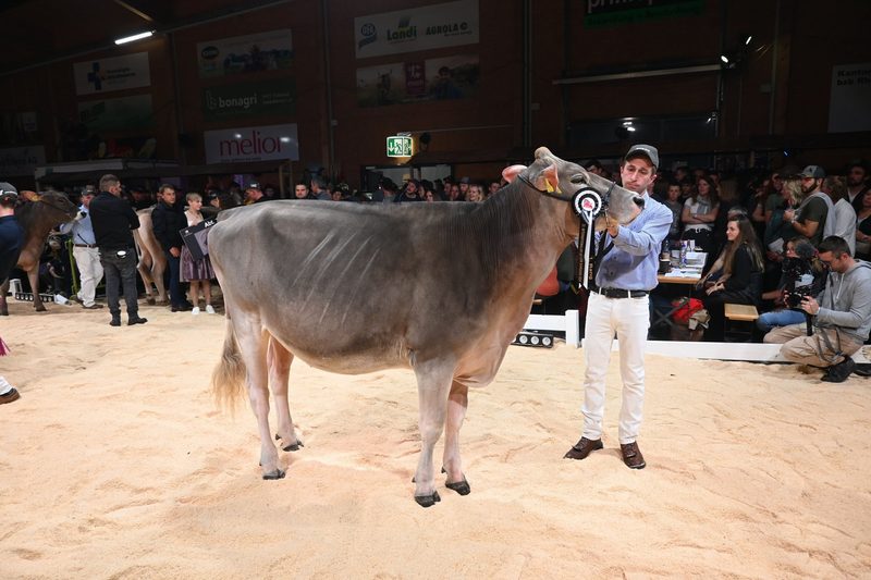 Champion-Tochter Three-S Hank Vegas holt den Sieg