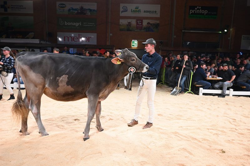 Champion-Tochter Three-S Hank Vegas holt den Sieg