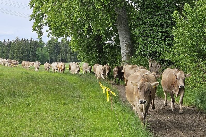 Der Muni ist schuld, dass bei der Familie Amrein-Müller drei 100 000er-Kühe im Stall stehen