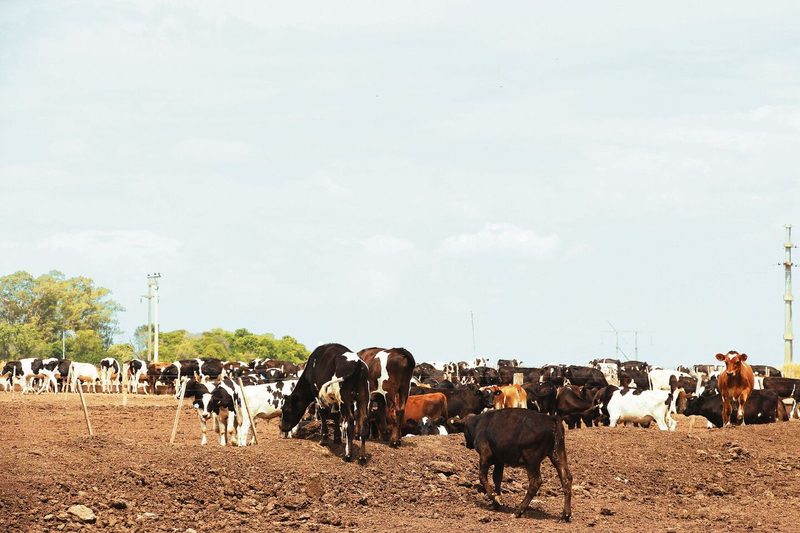 Statt auf der Grasland-Pampa wird das Vieh in Argentinien zunehmend auf Mastplätzen (Feedlots) gemästet.