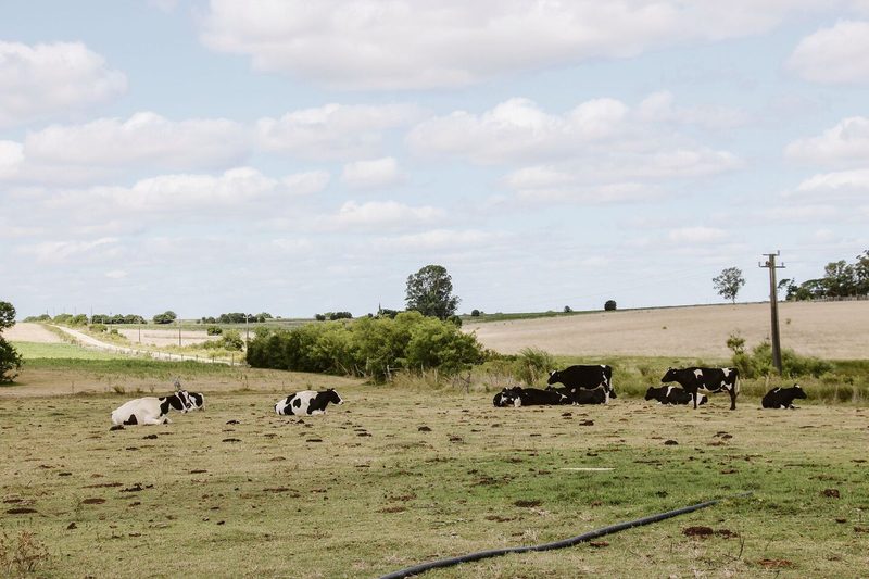 Mit knapp 80 Milchkühen ist Carlos Hodel in Uruguay ein Kleinbauer. Wie seine Kollegen in der Schweiz hofft er auf bessere Preise.