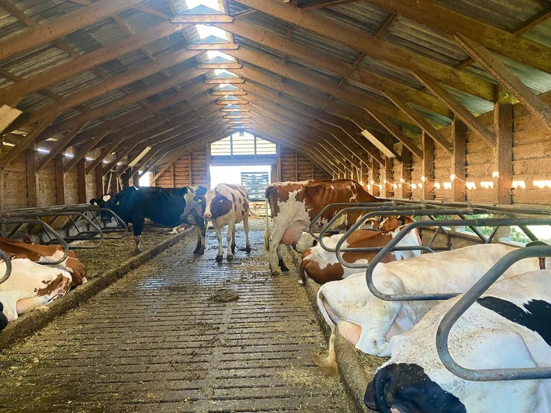 In Kopps Milchviehherde sind die Rassen Red Holstein, Holstein und Swiss Fleckvieh vertreten.
