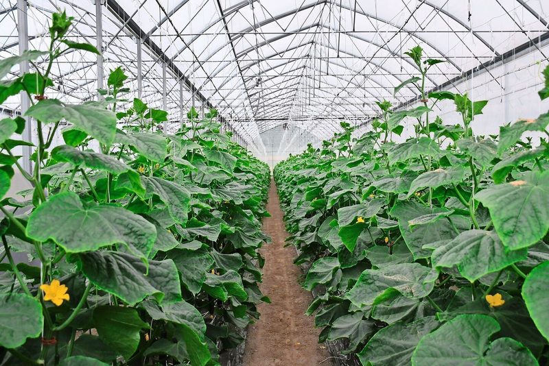 Sauber und ordentlich: Auf 80 Aren Gewächshausfläche wachsen Tomaten, Auberginen, Peperoni und Gurken.