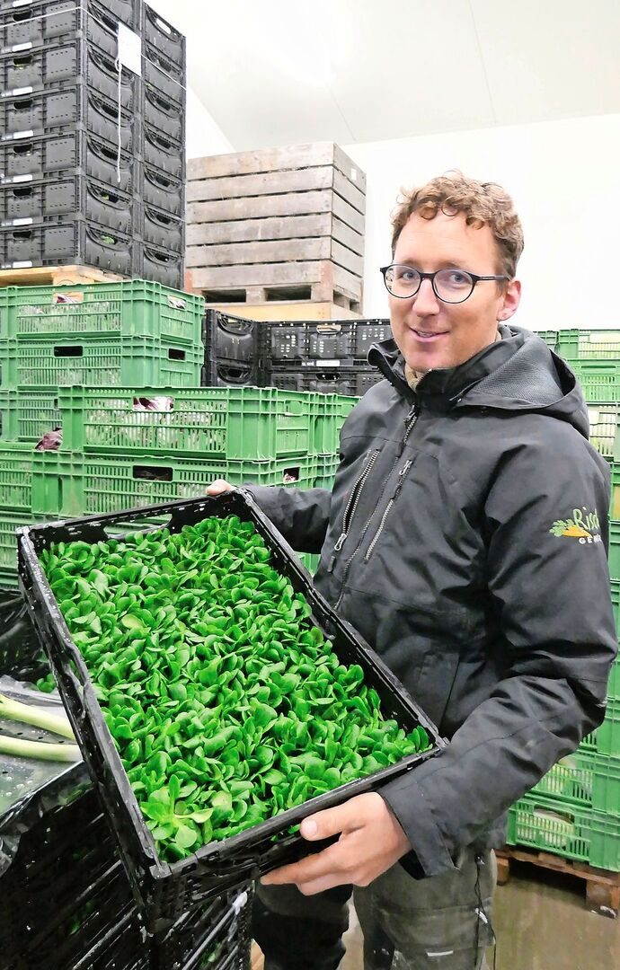 Nüsslisalat: Frisch geerntet kommt er in den Hofladen.