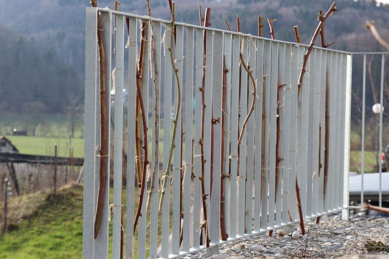 Wildbienen: So können Sie die summenden Mitarbeiterinnen im Garten unterstützen