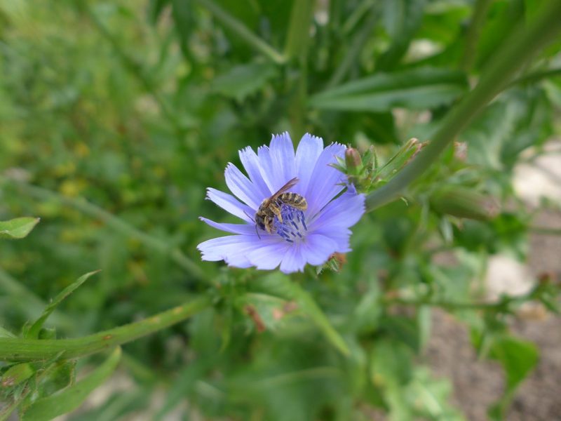 Wildbienen: So können Sie die summenden Mitarbeiterinnen im Garten unterstützen