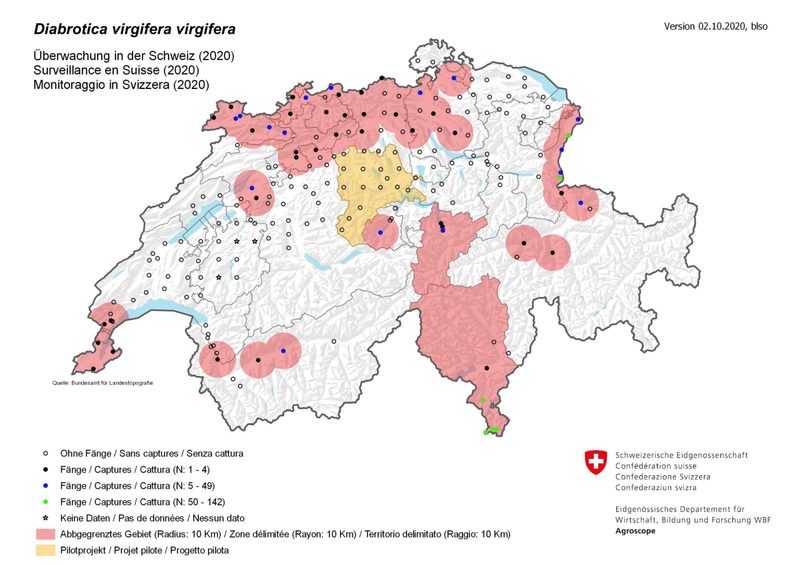 Maiswurzelbohrer jetzt auch im Inland beobachtet
