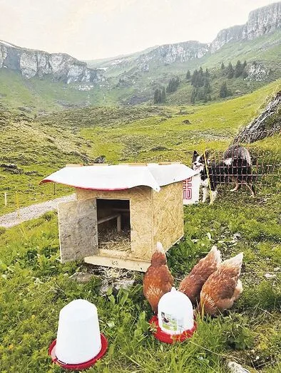 Der selbst gebaute Hühnerstall für die drei Hühner.