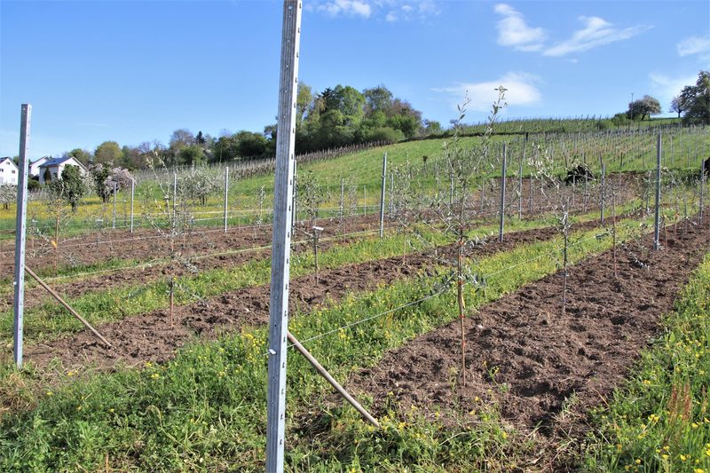Erste Anbauversuche mit Oliven anstelle von Reben im Zürcher Weinland