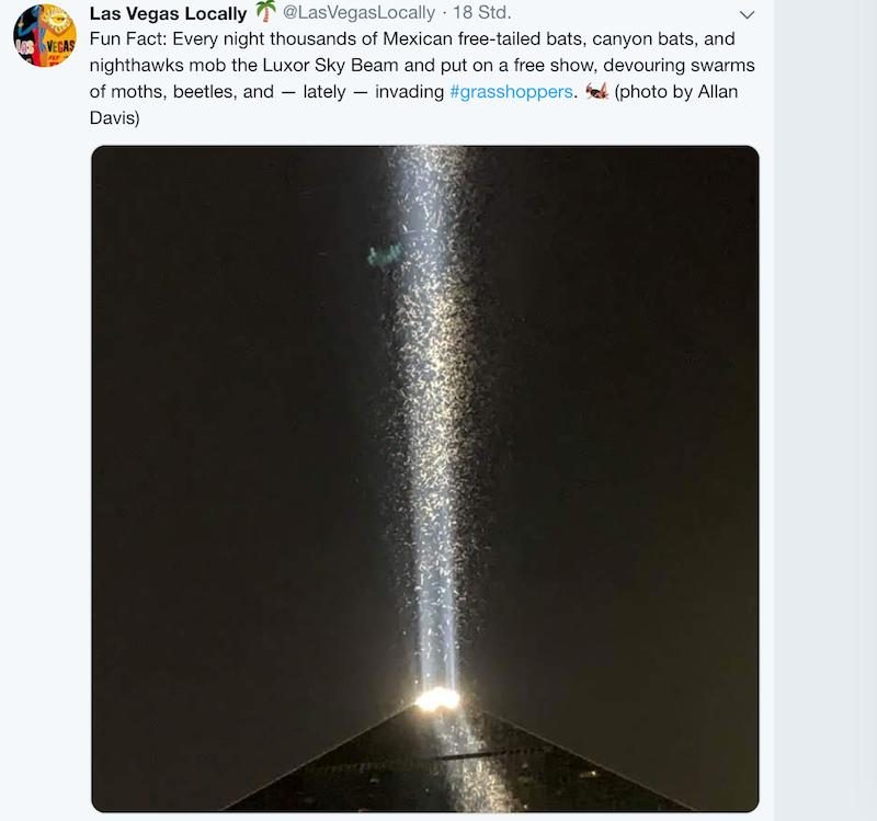 Heuschrecken-Schwärme suchen Las Vegas heim