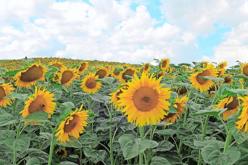 Auf dem Rosegghof werden neben Sonnenblumen Getreide und Futtermais angebaut.