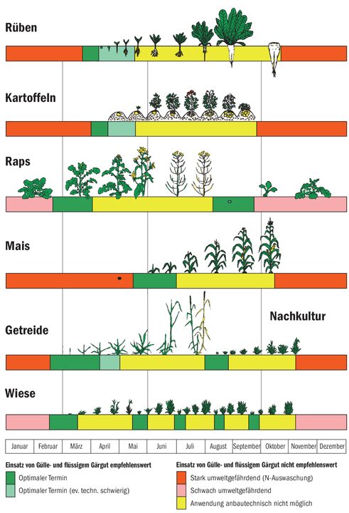 Der Stickstoff in der Gärgülle wird besonders gut von wachsenden Kulturen aufgenommen.