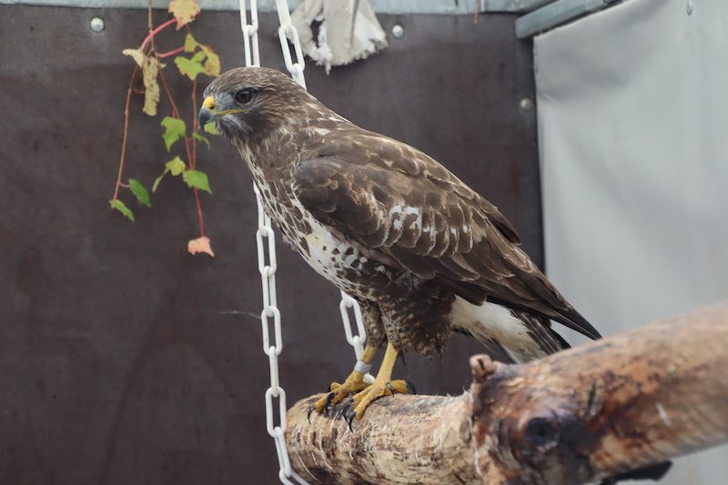 Erste Hilfe für verletzte Greifvögel