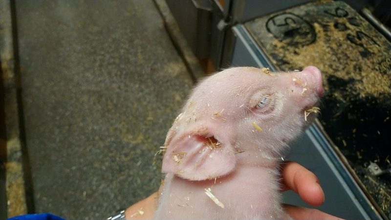 Mit diesen Massnahmen schafft man gute Chancen für magere Ferkel