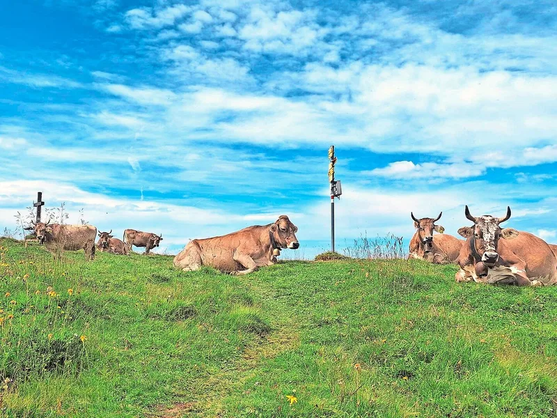 Der Weg aufs «Chrüz» ist für Mensch und Tier eine Herausforderung. Belohnt werden die Kühe mit zarten Alpenkräutern.
