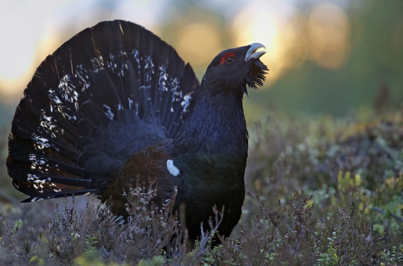 Die Vögel haben zu brüten begonnen – Jetzt heisst es, die Natur respektvoll zu geniessen