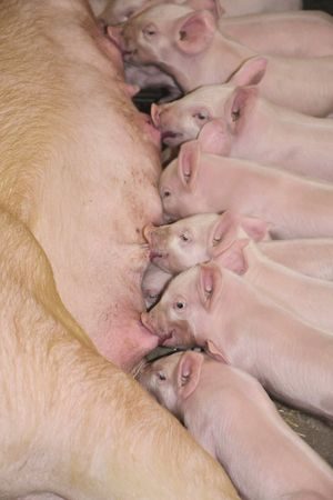 Cola statt Antibiotika gegen Ferkeldurchfall – das geht