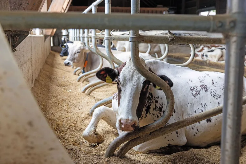 Eine Holstein-Kuh liegt in der Box, das eine Bein nach vorne durchgestreckt.