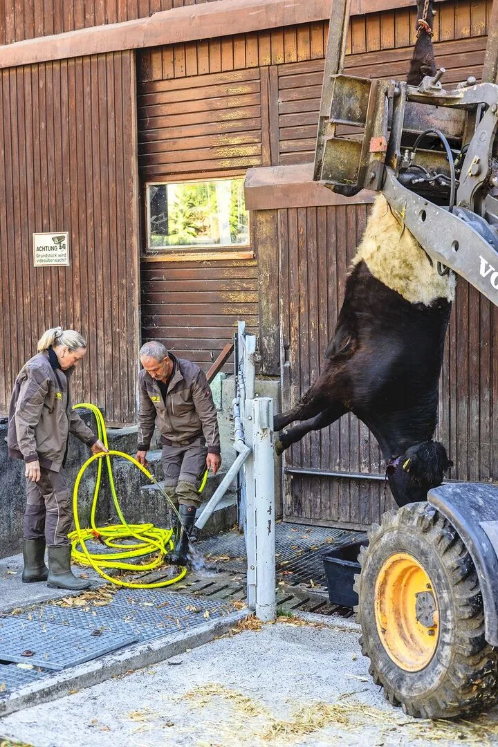 Nach der Betäubung mit der Schusswaffe wird das Tier entblutet und in den Schlachthof transportiert.