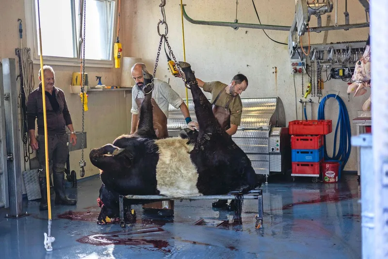 Exakt 18 Minuten nach der Betäubung auf dem Hof Farnsburg sind die Tiere von Markus Dettwiler im Schlachthaus.