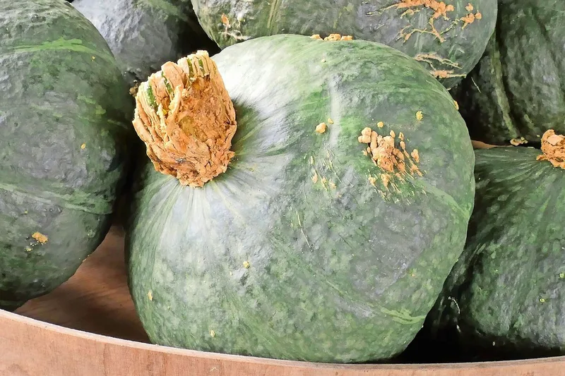 Der Grüne Hokkaido ist Jana Schwaningers Lieblingskürbis. Sein Fruchtfleisch ist orange, der Geschmack besonders gut.