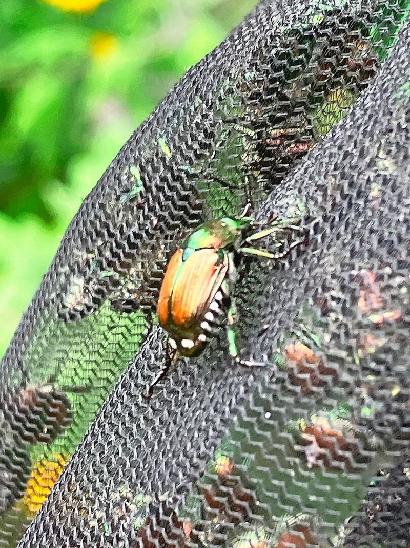 Die Lockstofffalle mit Insektizid-Netz wirkt zuverlässig, jedoch ist sie räumlich nur sehr begrenzt einsetzbar.