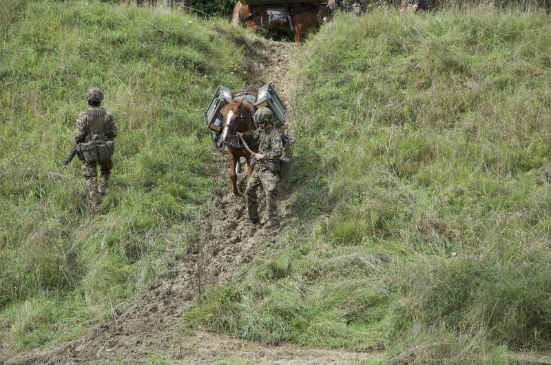 Pferde im Dienste der Armee: Ein Einblick in die Trainausbildung