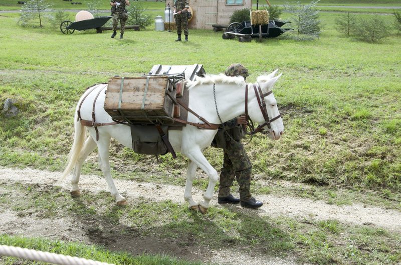 Pferde im Dienste der Armee: Ein Einblick in die Trainausbildung