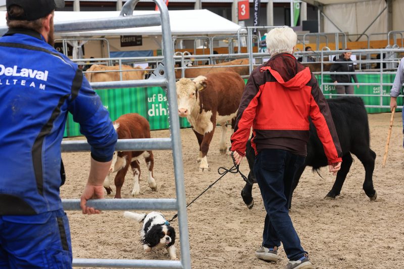 «Da muss der Hund die Schnauze halten, sonst kommt er drunter»