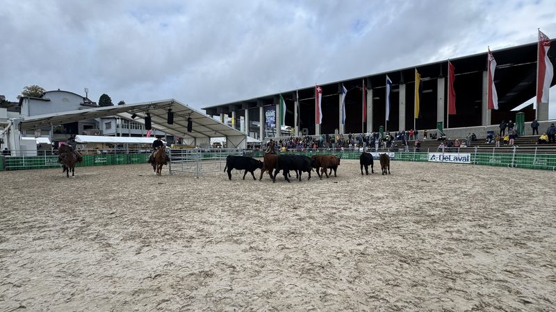 «Da muss der Hund die Schnauze halten, sonst kommt er drunter»