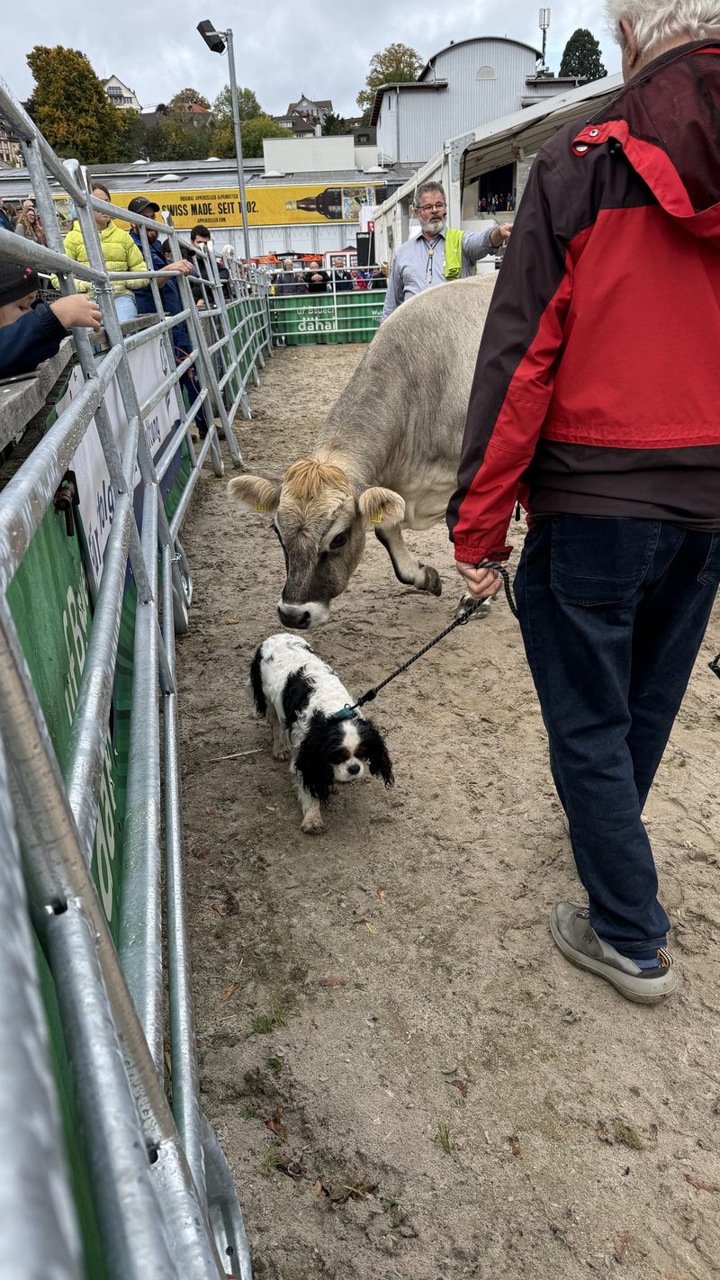 «Da muss der Hund die Schnauze halten, sonst kommt er drunter»