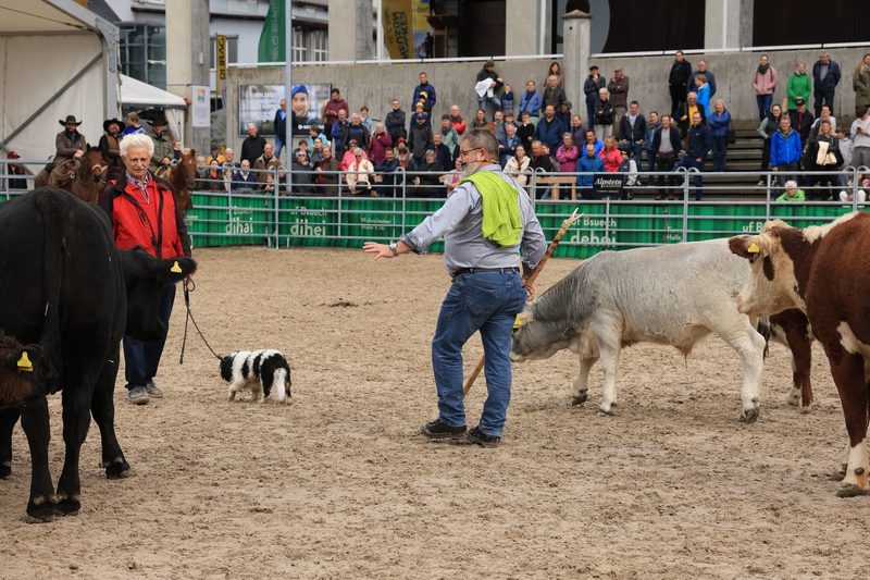 «Da muss der Hund die Schnauze halten, sonst kommt er drunter»