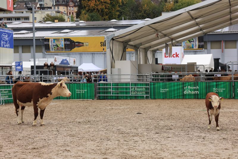«Da muss der Hund die Schnauze halten, sonst kommt er drunter»