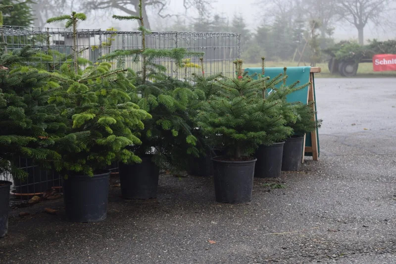 Leih-Weihnachtsbäume werden immer beliebter
