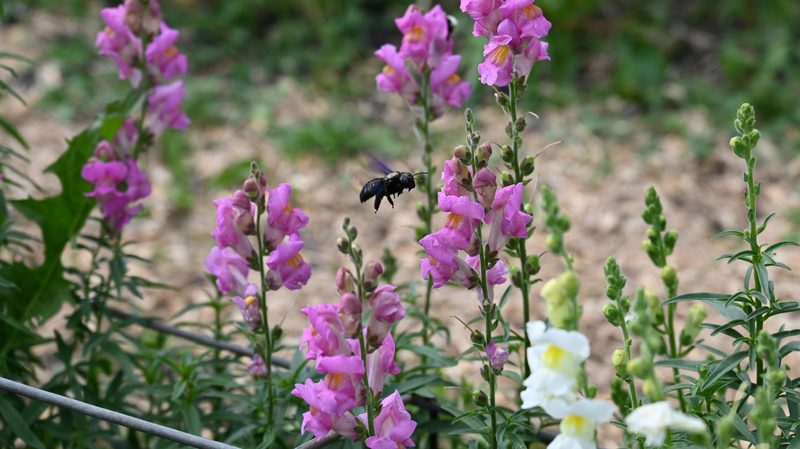Blumen sind eigentlich ihre Quelle von Freude