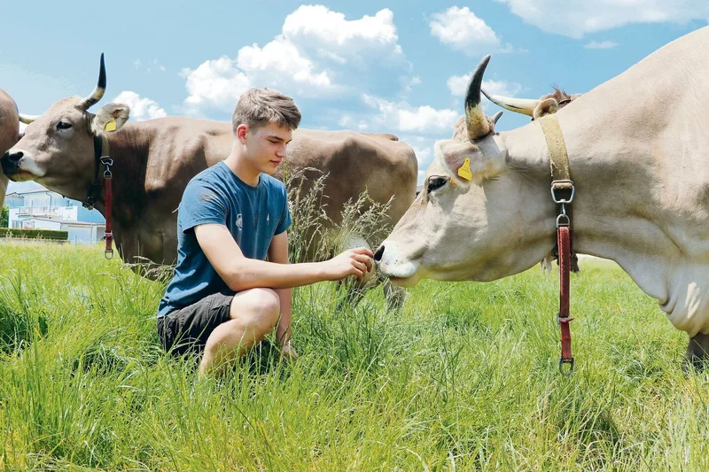 Die Original-Braunvieh-Kühe auf dem Lehrbetrieb Gysi in Buchs und Lino Wiederkehr verstehen sich gut.