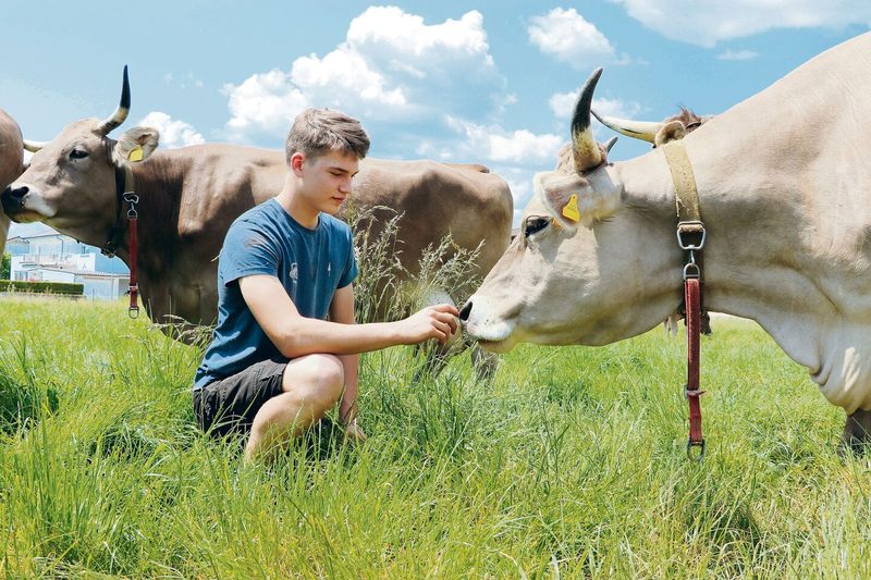 Die Original-Braunvieh-Kühe auf dem Lehrbetrieb Gysi in Buchs und Lino Wiederkehr verstehen sich gut.